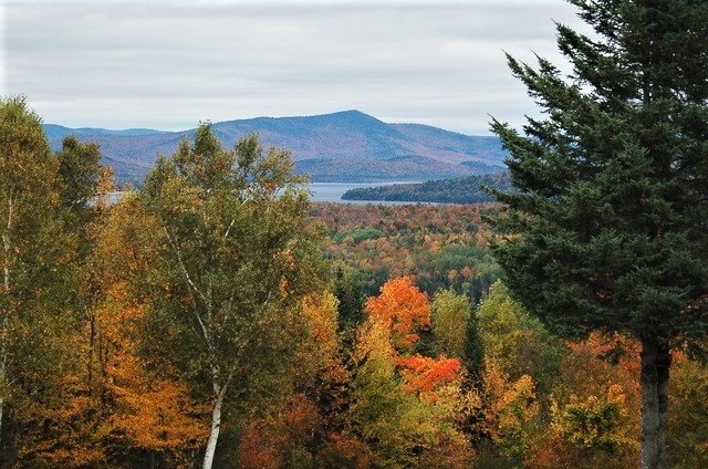 autumn leaves